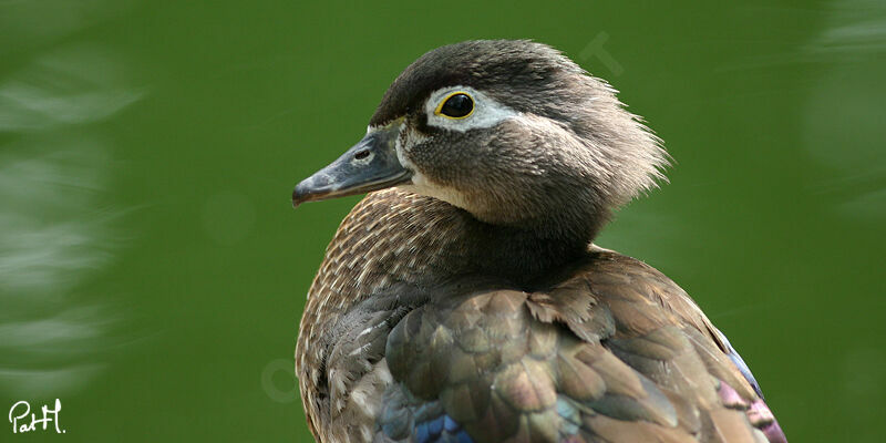 Wood Duck male, identification