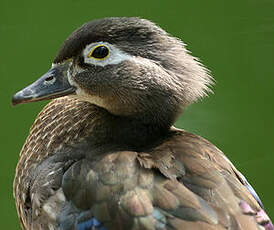 Canard carolin