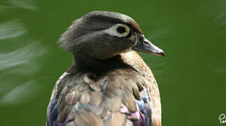 Wood Duck