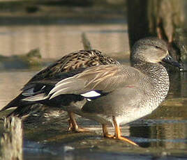 Canard chipeau