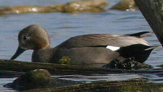 Canard chipeau