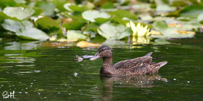 Canard colvert femelle adulte, identification