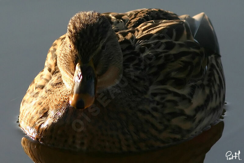 Mallard female adult, identification