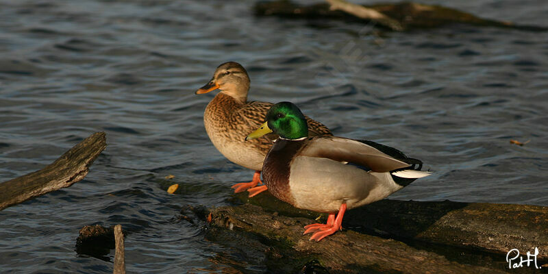 Mallard adult, identification