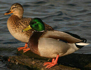 Canard colvert