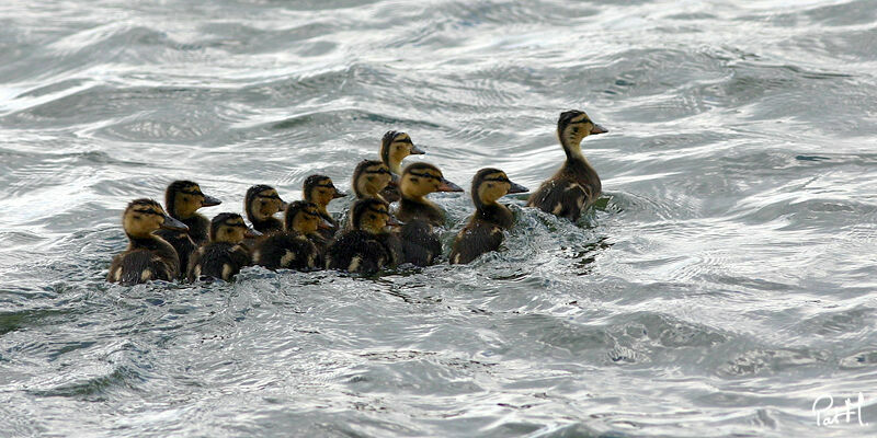 MallardFirst year, Reproduction-nesting, Behaviour