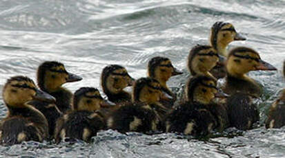 Canard colvert