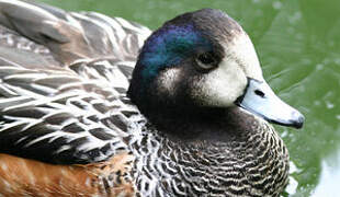 Chiloe Wigeon