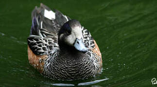 Canard de Chiloé