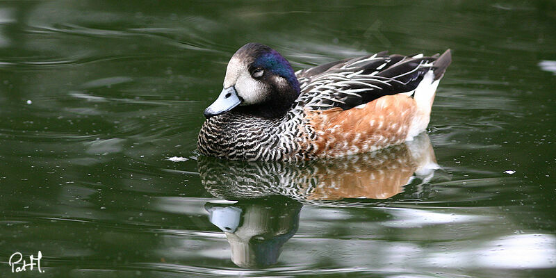 Canard de Chiloé, identification