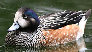 Canard de Chiloé