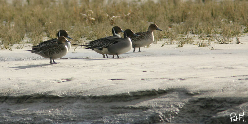 Northern Pintail adult, identification, Behaviour