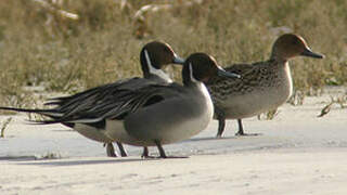 Northern Pintail