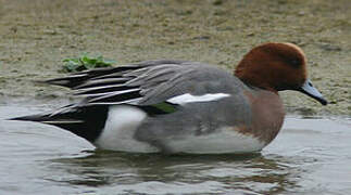 Canard siffleur