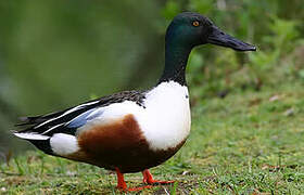 Northern Shoveler