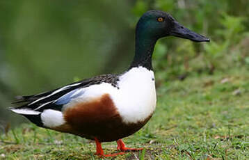 Canard souchet