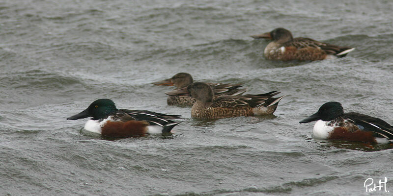 Canard souchet adulte, Comportement