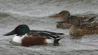 Northern Shoveler