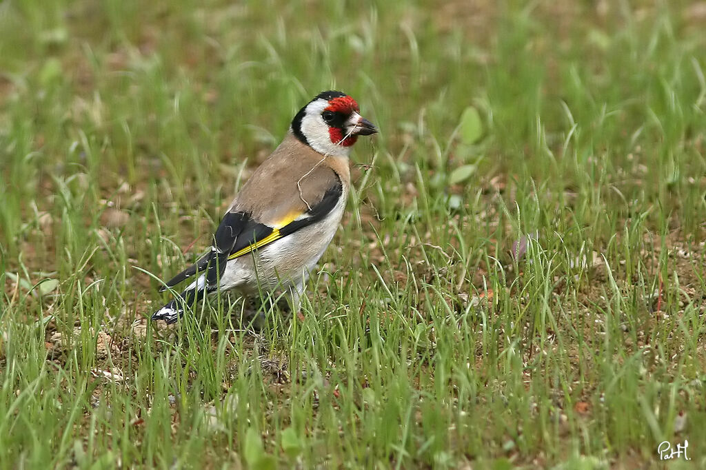 Chardonneret élégant, identification, Comportement