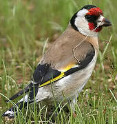 European Goldfinch