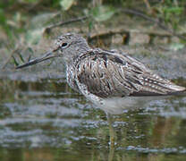 Common Greenshank