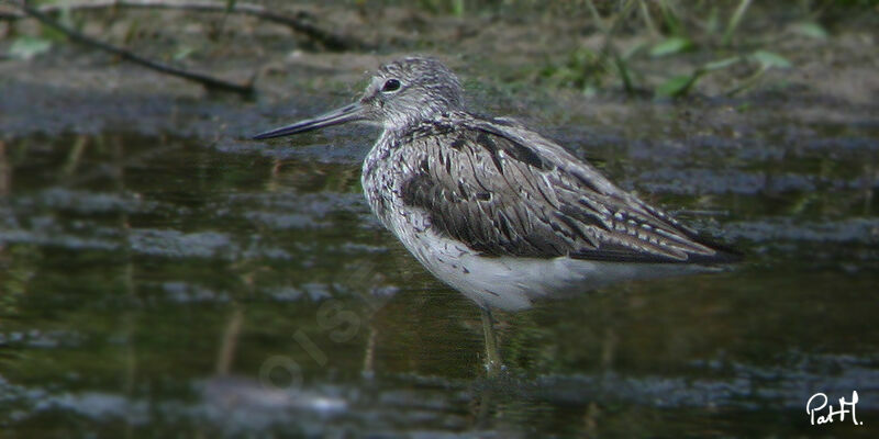 Chevalier aboyeur, identification