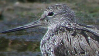 Common Greenshank