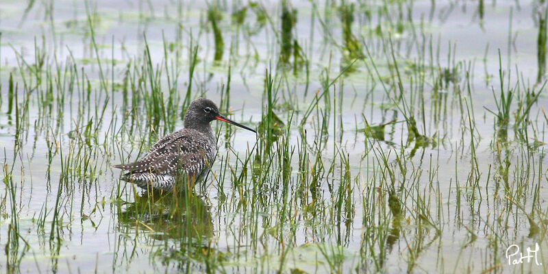 Chevalier arlequin, identification