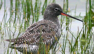 Spotted Redshank