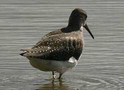 Green Sandpiper