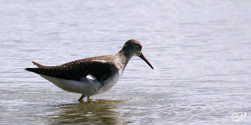 Green Sandpiper, identification