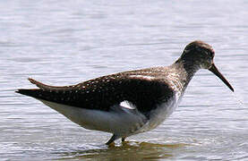 Green Sandpiper