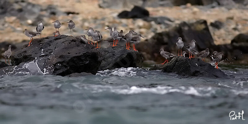 Common Redshankadult, identification, Behaviour