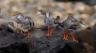 Common Redshank