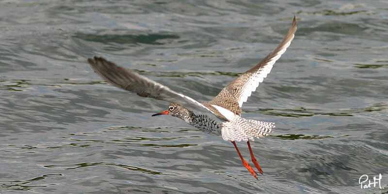 Common Redshank, Flight