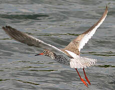 Common Redshank