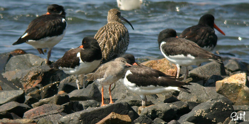 Common Redshank, identification, Behaviour