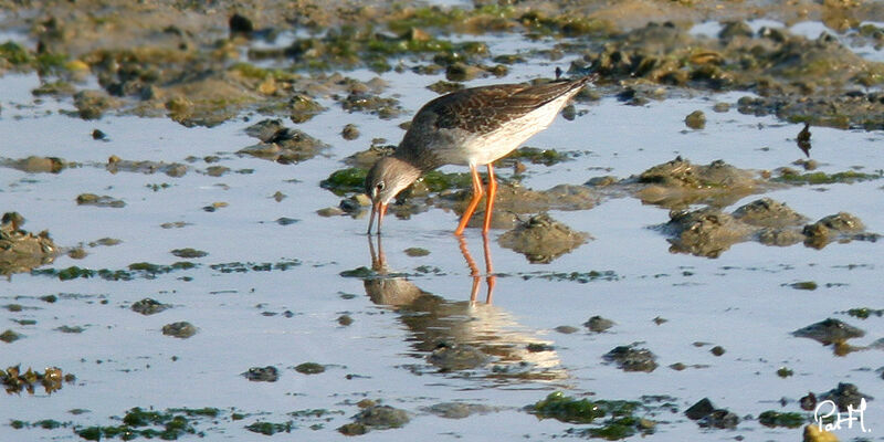 Common Redshank, feeding habits, Behaviour