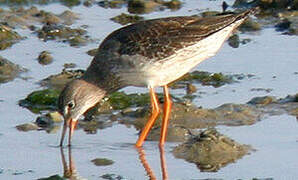 Common Redshank