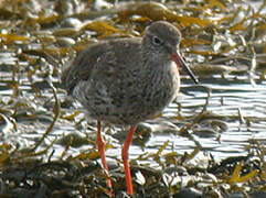 Common Redshank