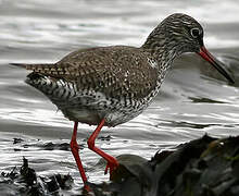 Common Redshank