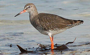 Common Redshank