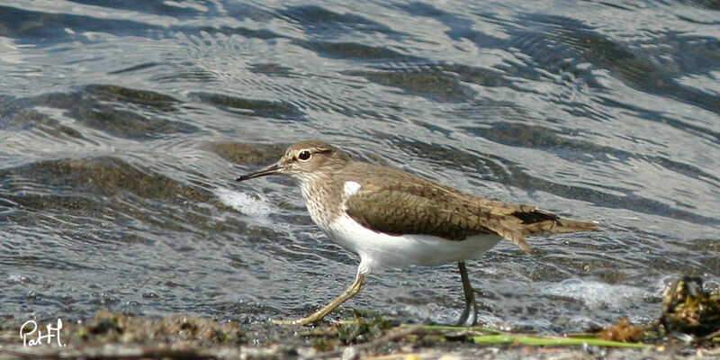 Chevalier guignette, identification