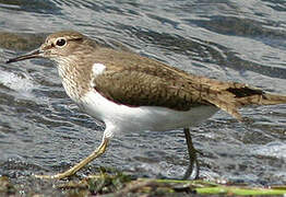 Common Sandpiper