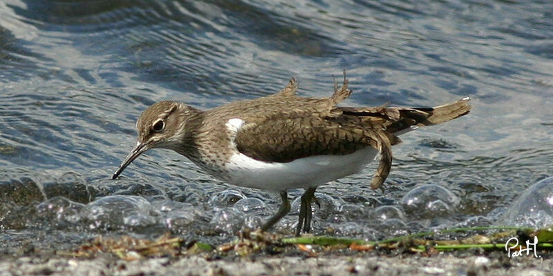 Chevalier guignette, identification