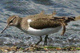 Common Sandpiper