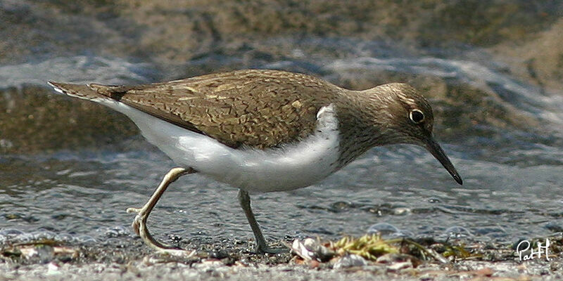 Chevalier guignette, identification