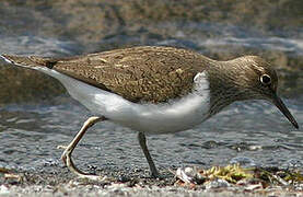 Common Sandpiper