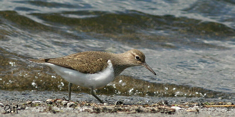 Chevalier guignette, identification