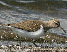 Common Sandpiper